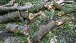 Бывшего директора заповедника в КЧР будут судить за незаконную вырубку леса